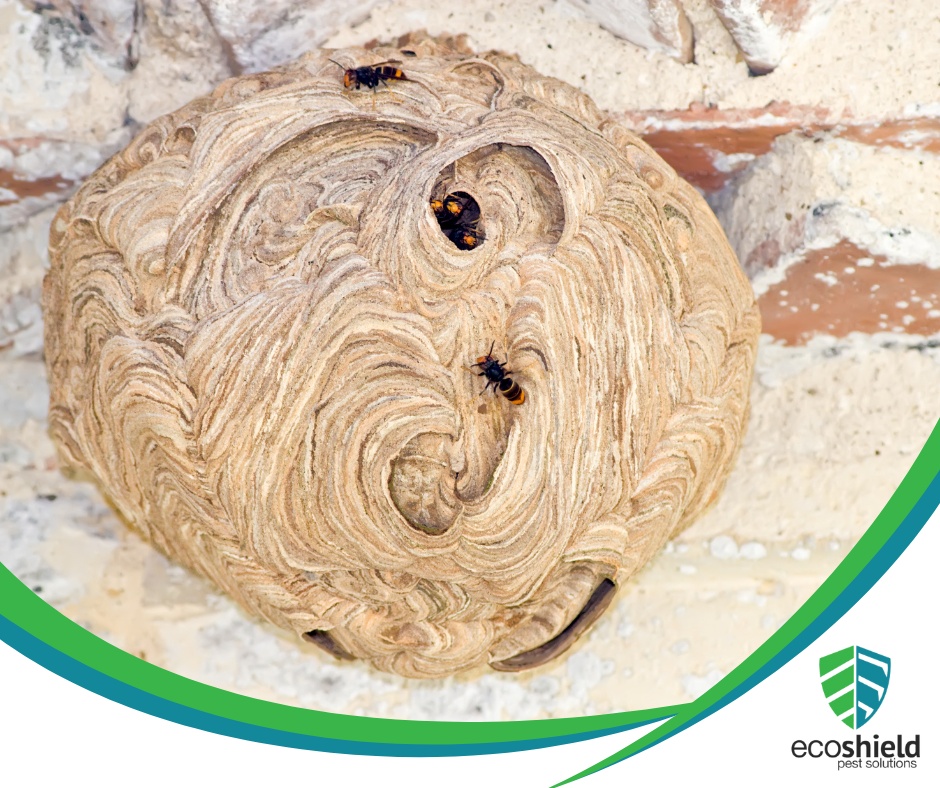 Do Hornets Leave Their Nests in the Fall?
